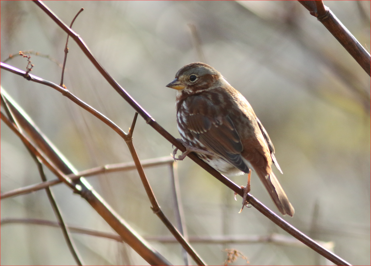 Fox Sparrow - ML281784881