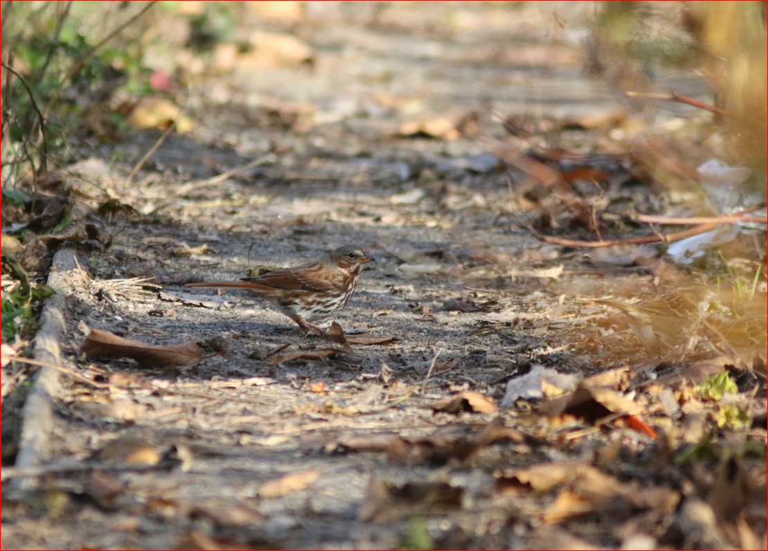 Fox Sparrow - ML281784961