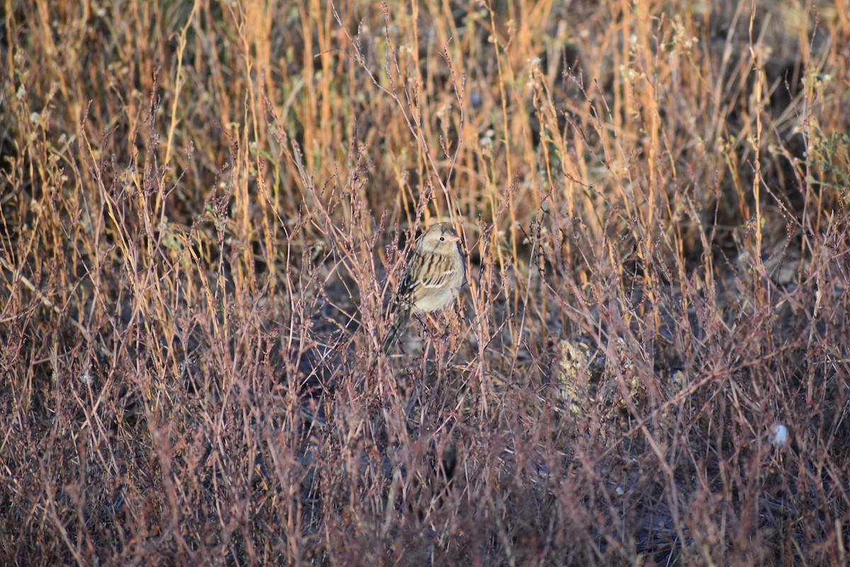 Field Sparrow - ML281785031