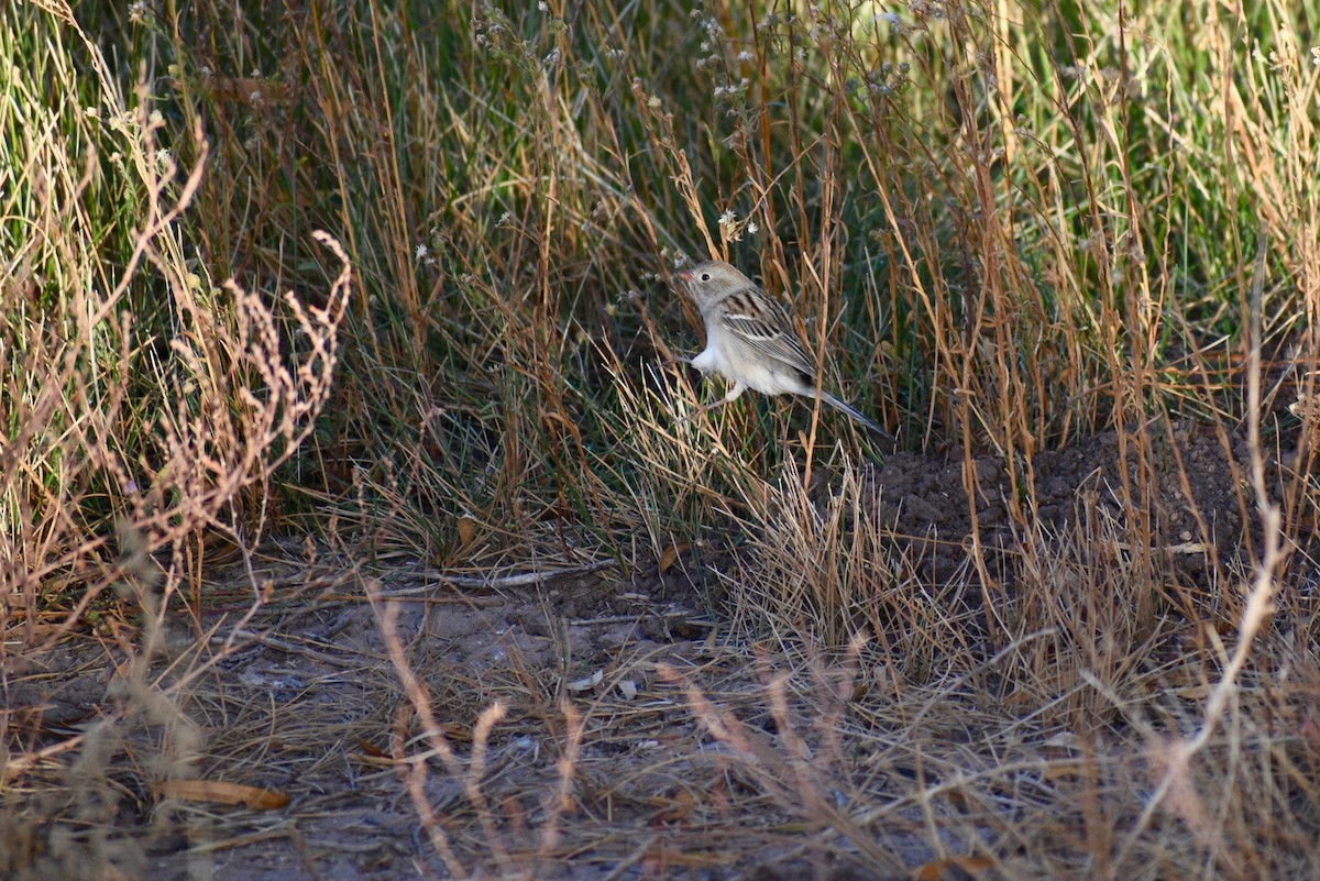 Field Sparrow - ML281785041