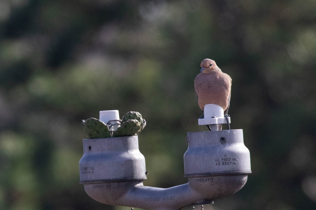 Mourning Dove - ML281785201