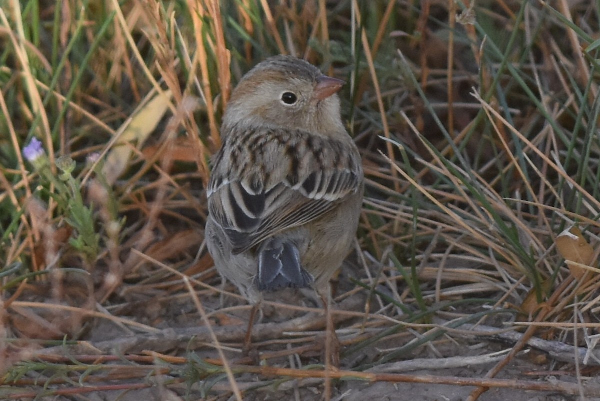 Field Sparrow - ML281785471
