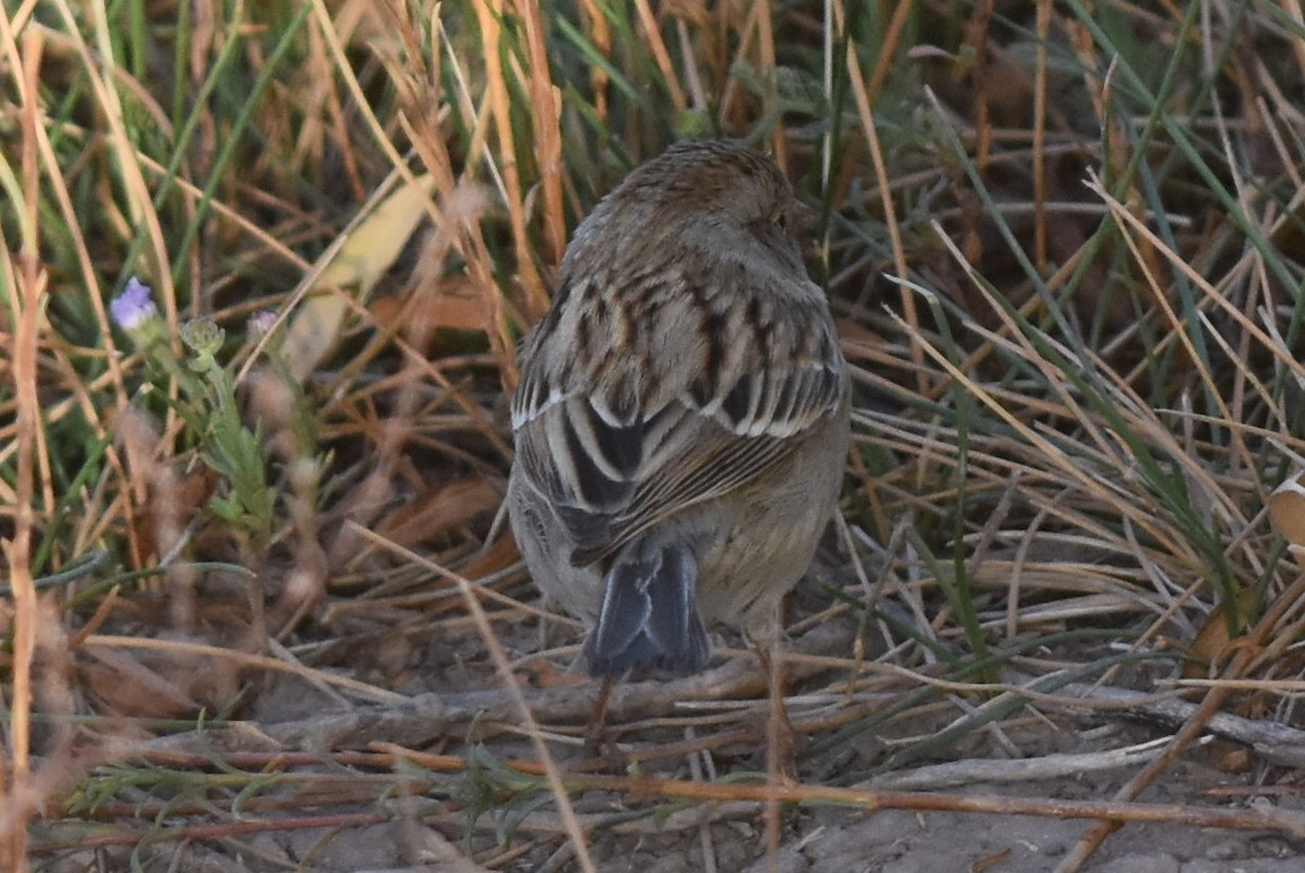 Field Sparrow - ML281785481