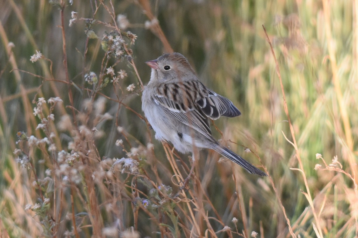 Field Sparrow - ML281785491