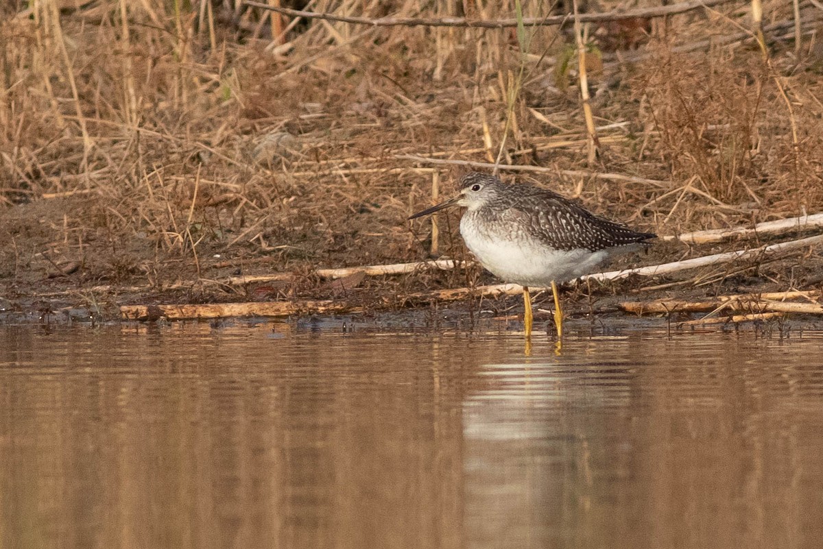 Greater Yellowlegs - ML281786081