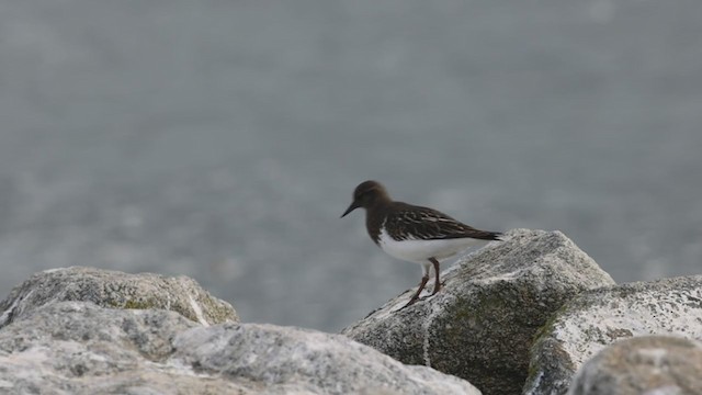 Black Turnstone - ML281786331