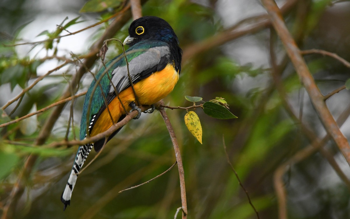 Gartered Trogon - ML281786631