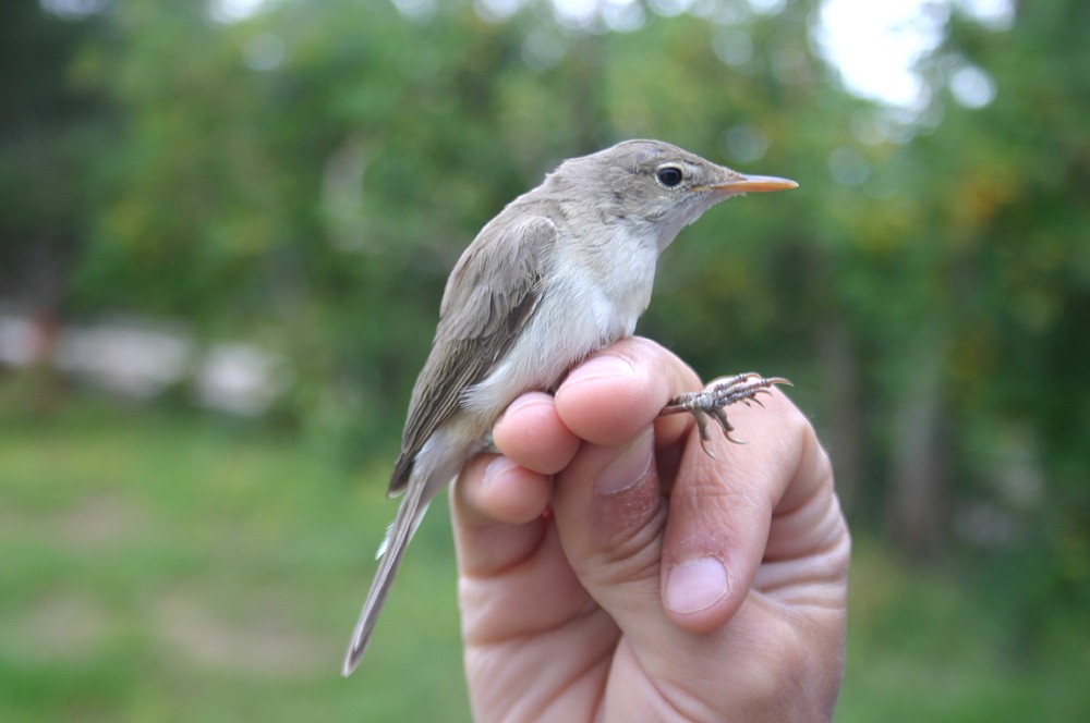 Western Olivaceous Warbler - ML28178701