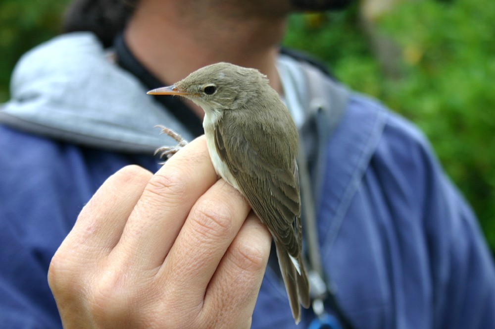 Western Olivaceous Warbler - ML28178711