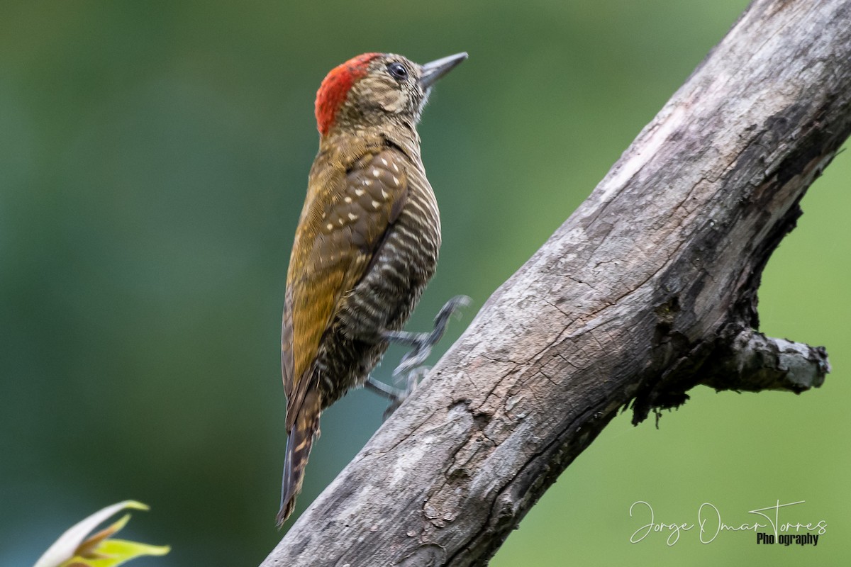 Dot-fronted Woodpecker - ML281787141