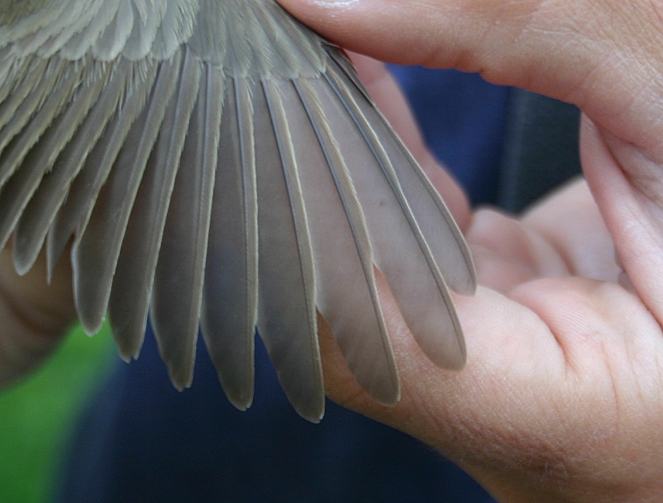 Western Olivaceous Warbler - ML28178721