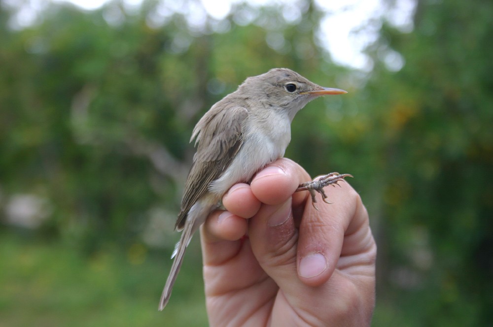 Western Olivaceous Warbler - ML28178731