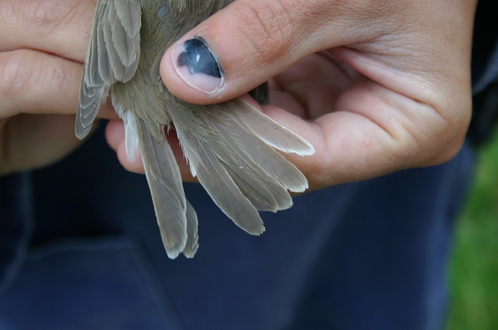 Western Olivaceous Warbler - ML28178741