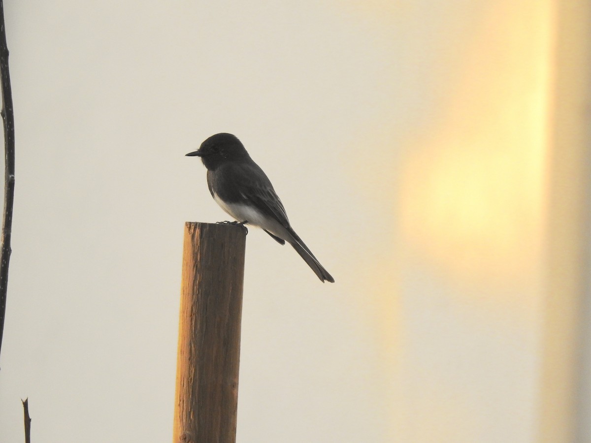 Black Phoebe - ML281787421