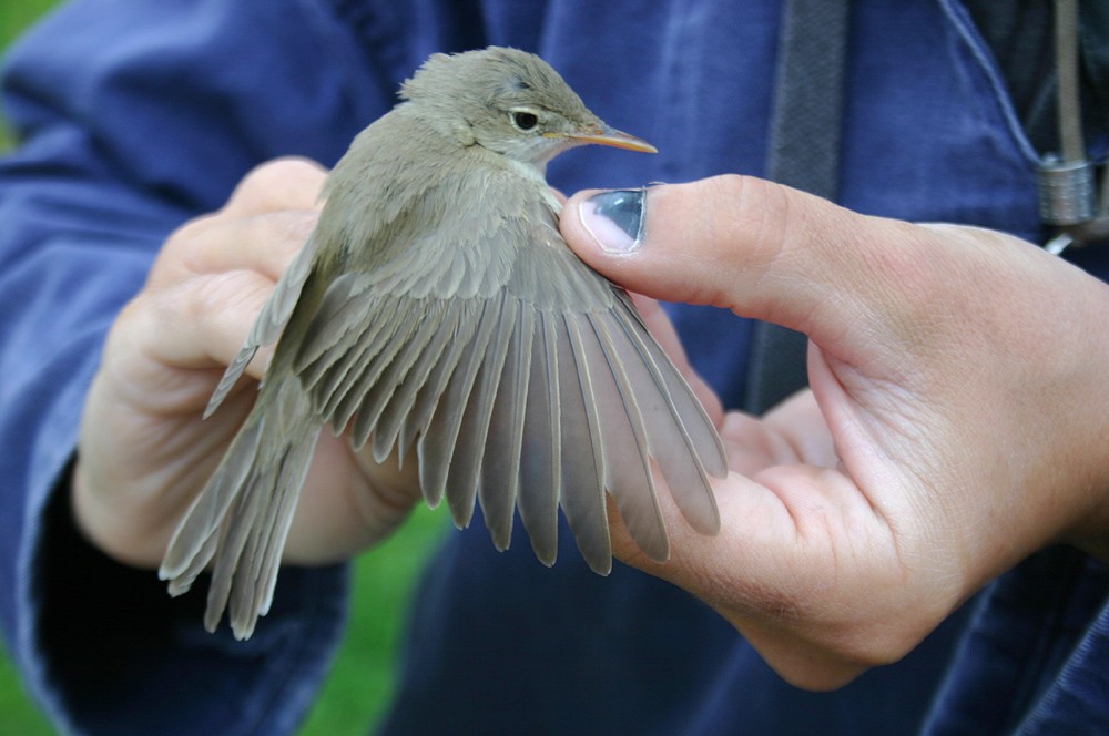 Western Olivaceous Warbler - ML28178751