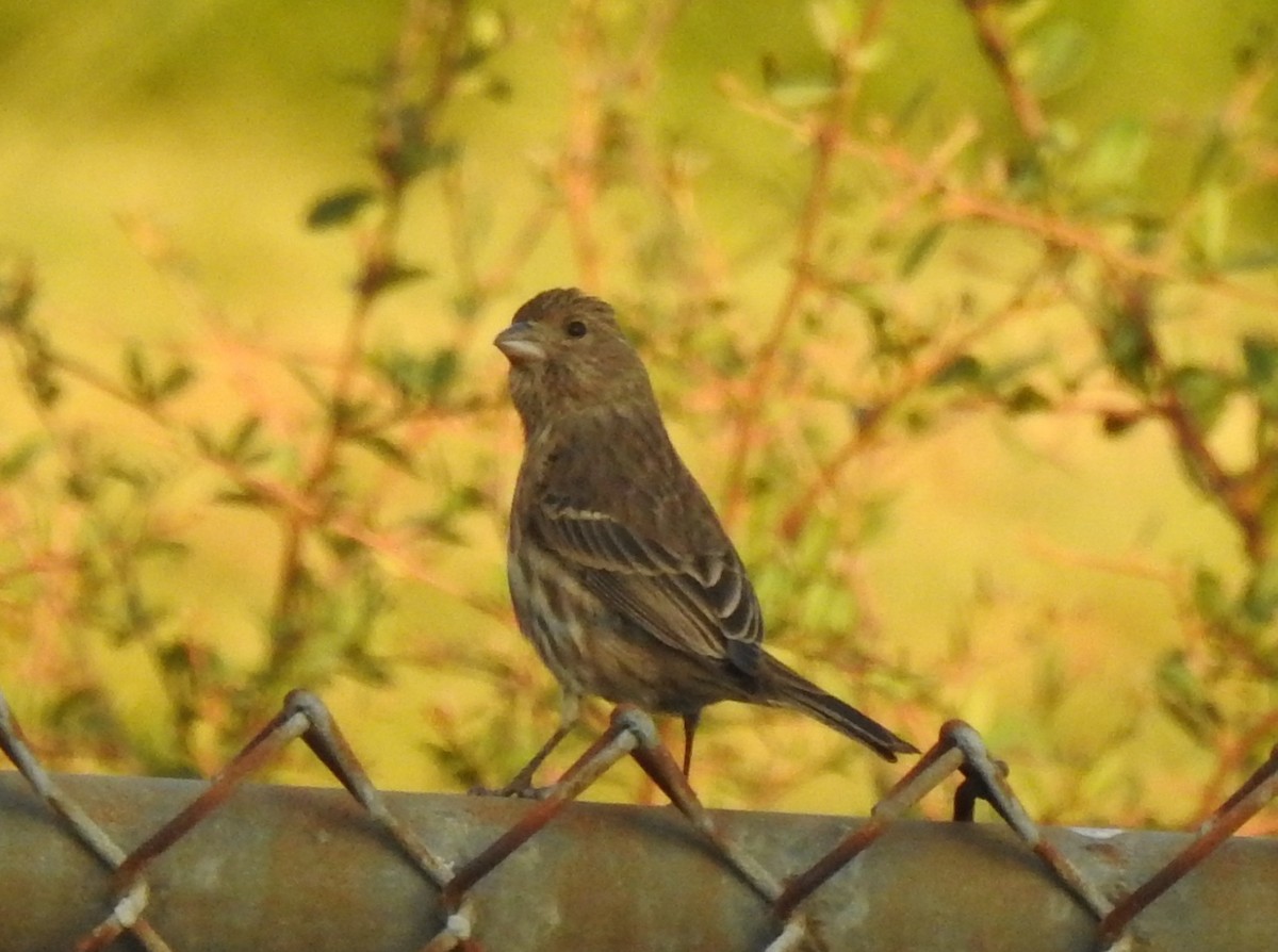 House Finch - ML281787641