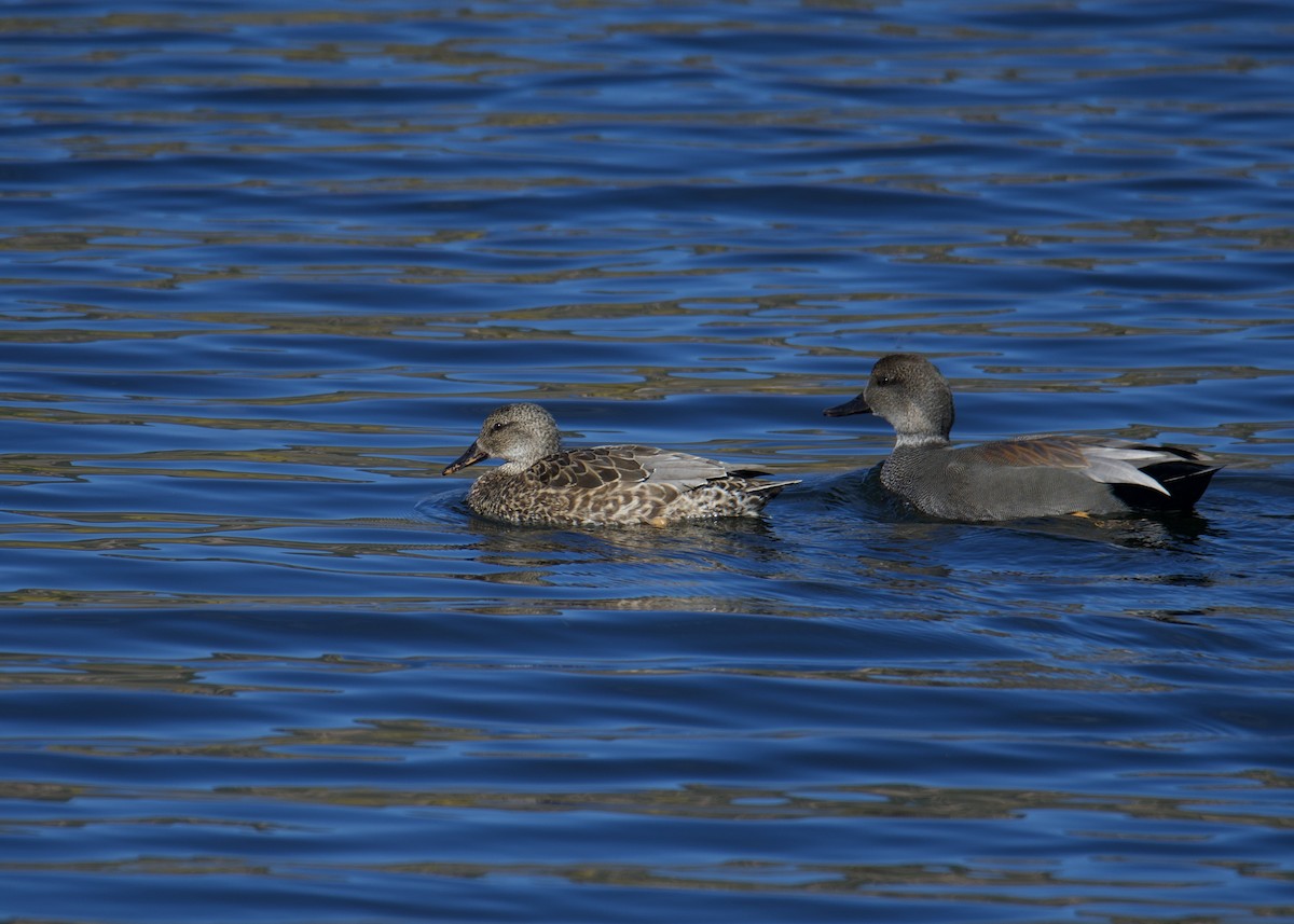 Gadwall - ML281788621