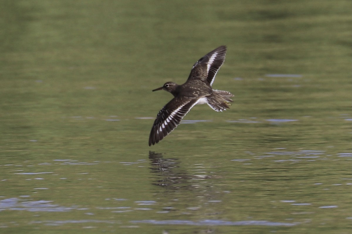 Spotted Sandpiper - Jennifer Hoffman