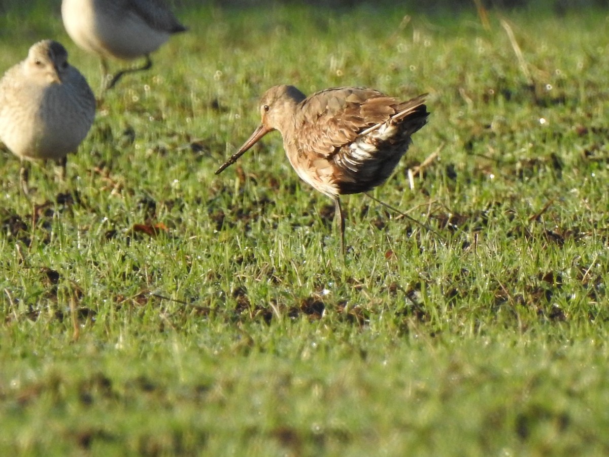 Hudsonian Godwit - ML281793681