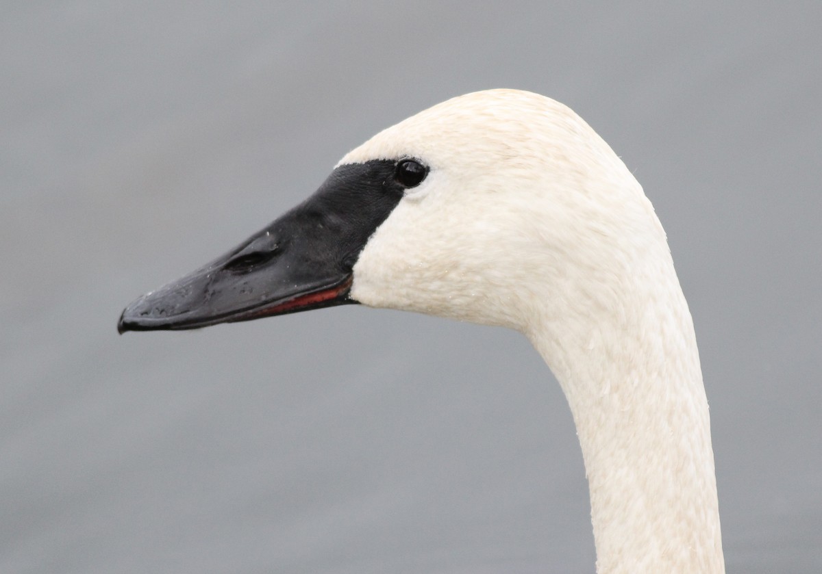 Trumpeter Swan - Gary Graves