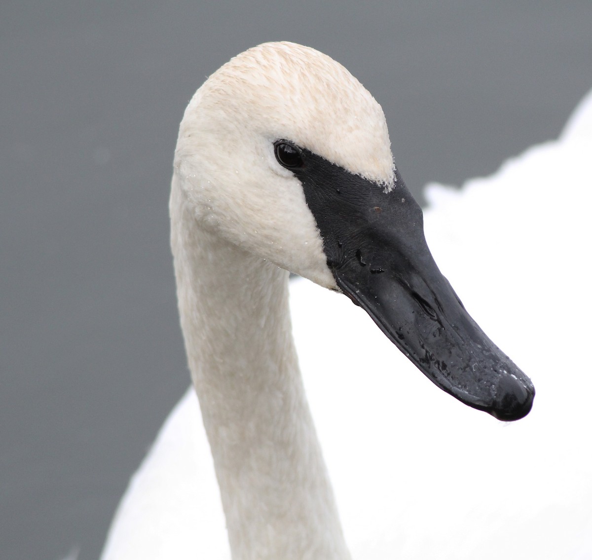 Trumpeter Swan - Gary Graves