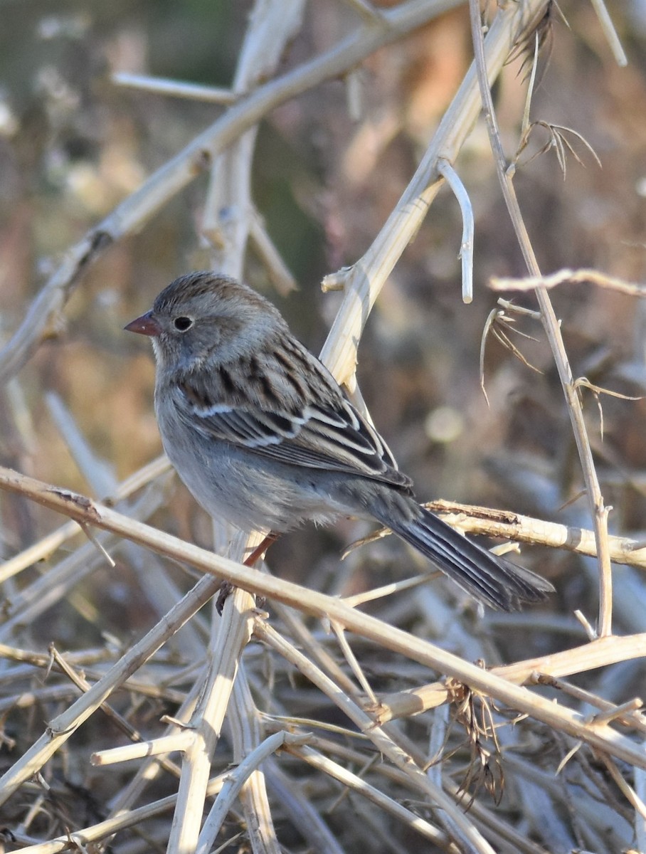 Field Sparrow - ML281798671