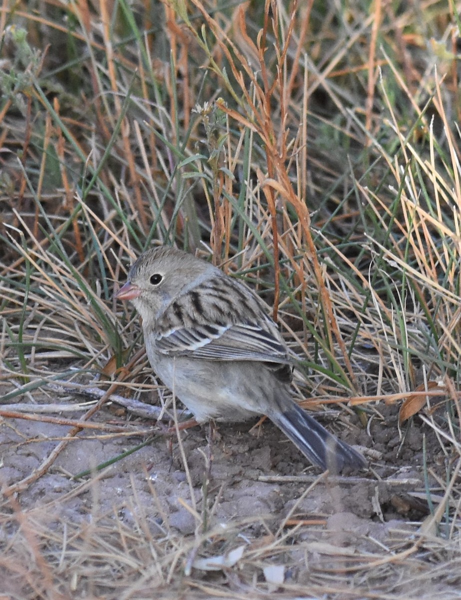 Field Sparrow - ML281798751