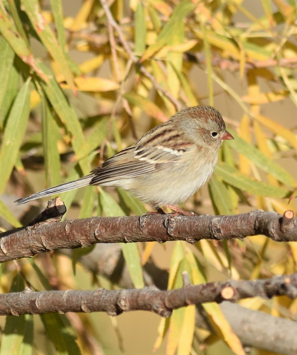 Field Sparrow - ML281798931