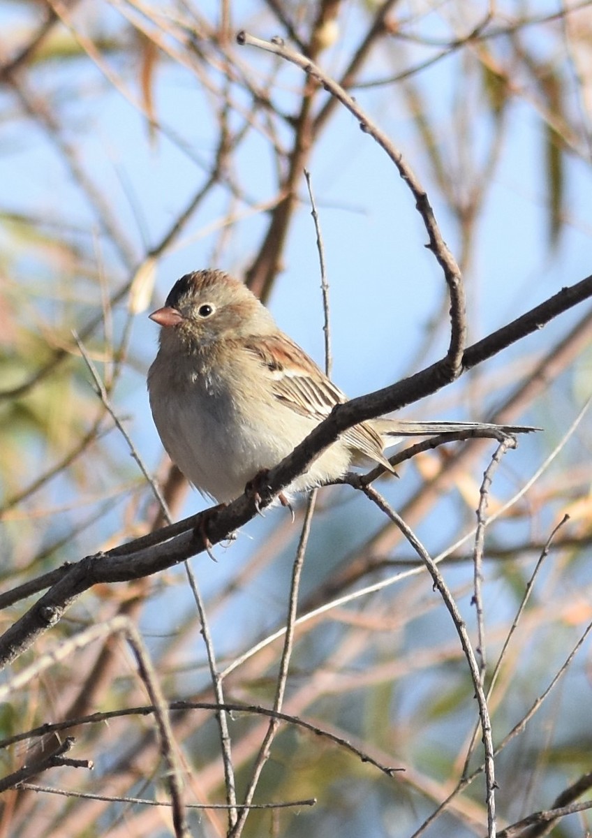 Field Sparrow - ML281799231