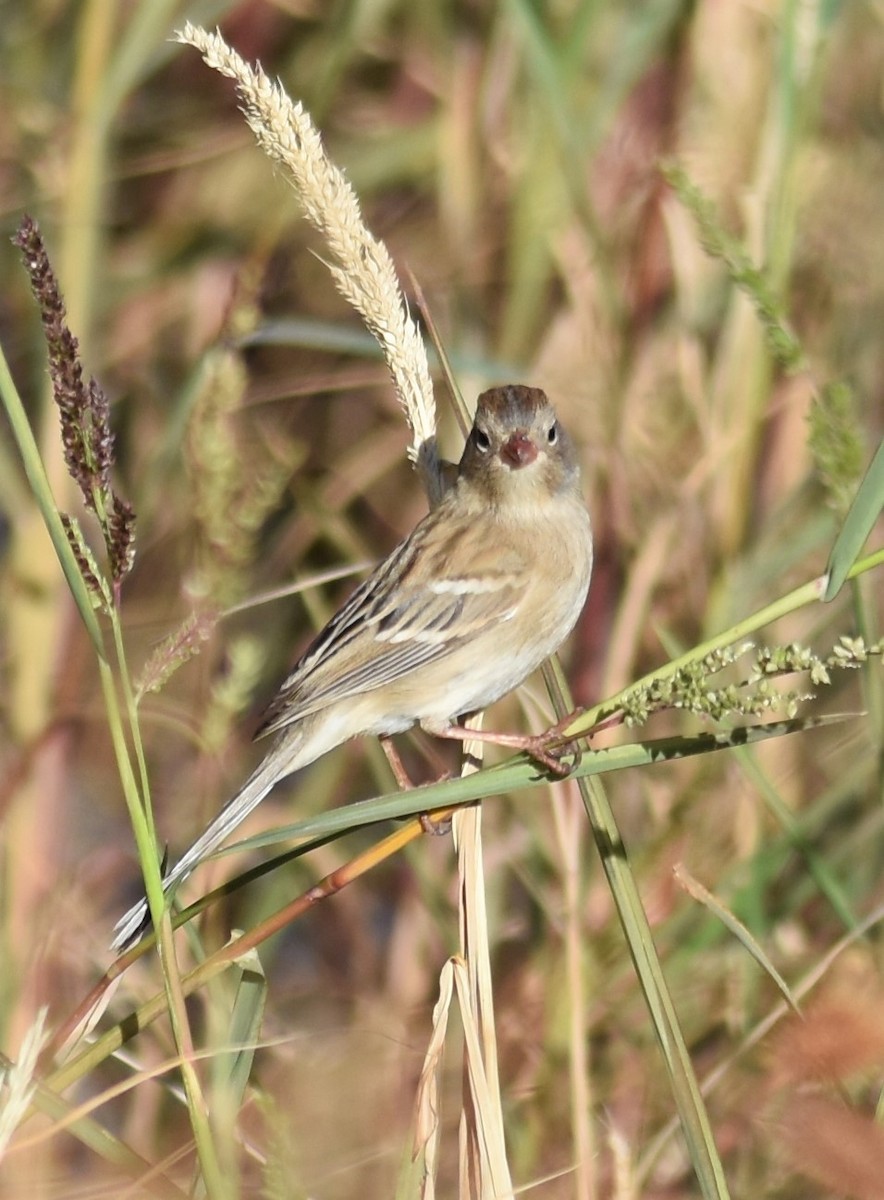 Field Sparrow - ML281799871