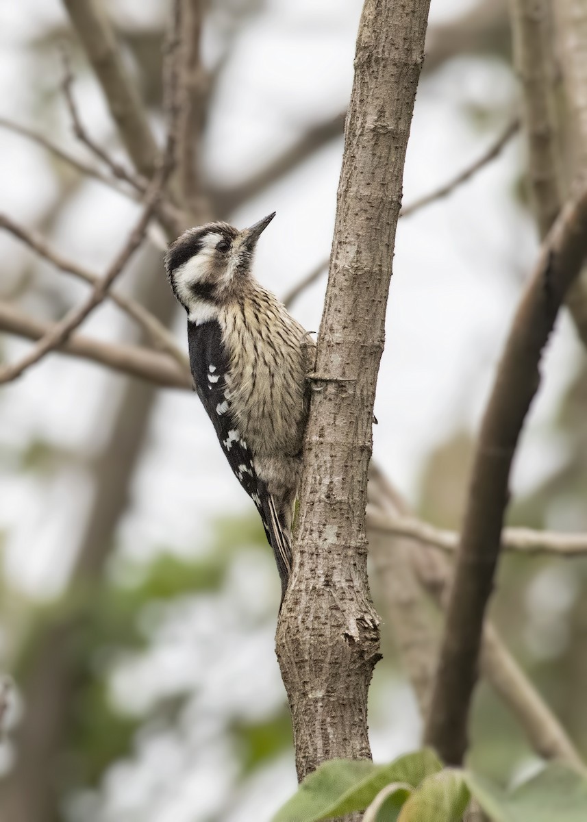 Gray-capped Pygmy Woodpecker - ML281800991