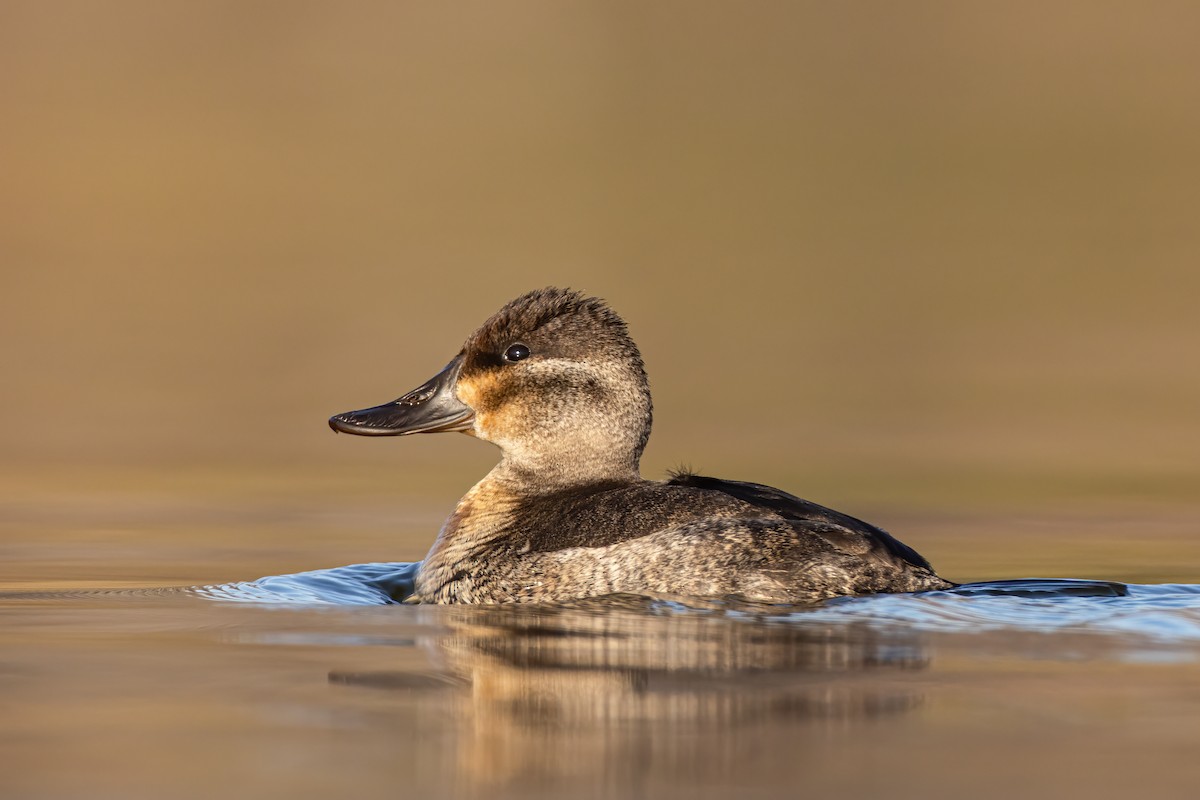 Ruddy Duck - ML281802161