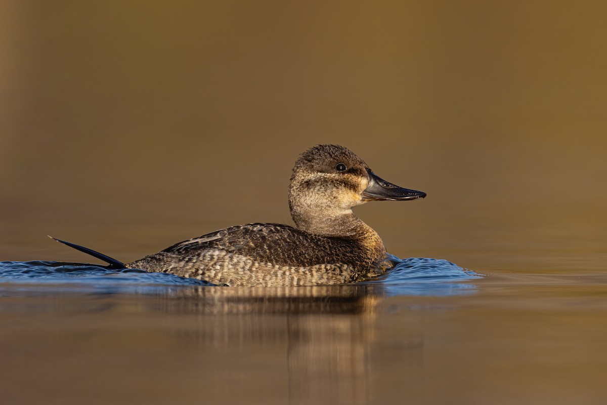 Ruddy Duck - ML281802271