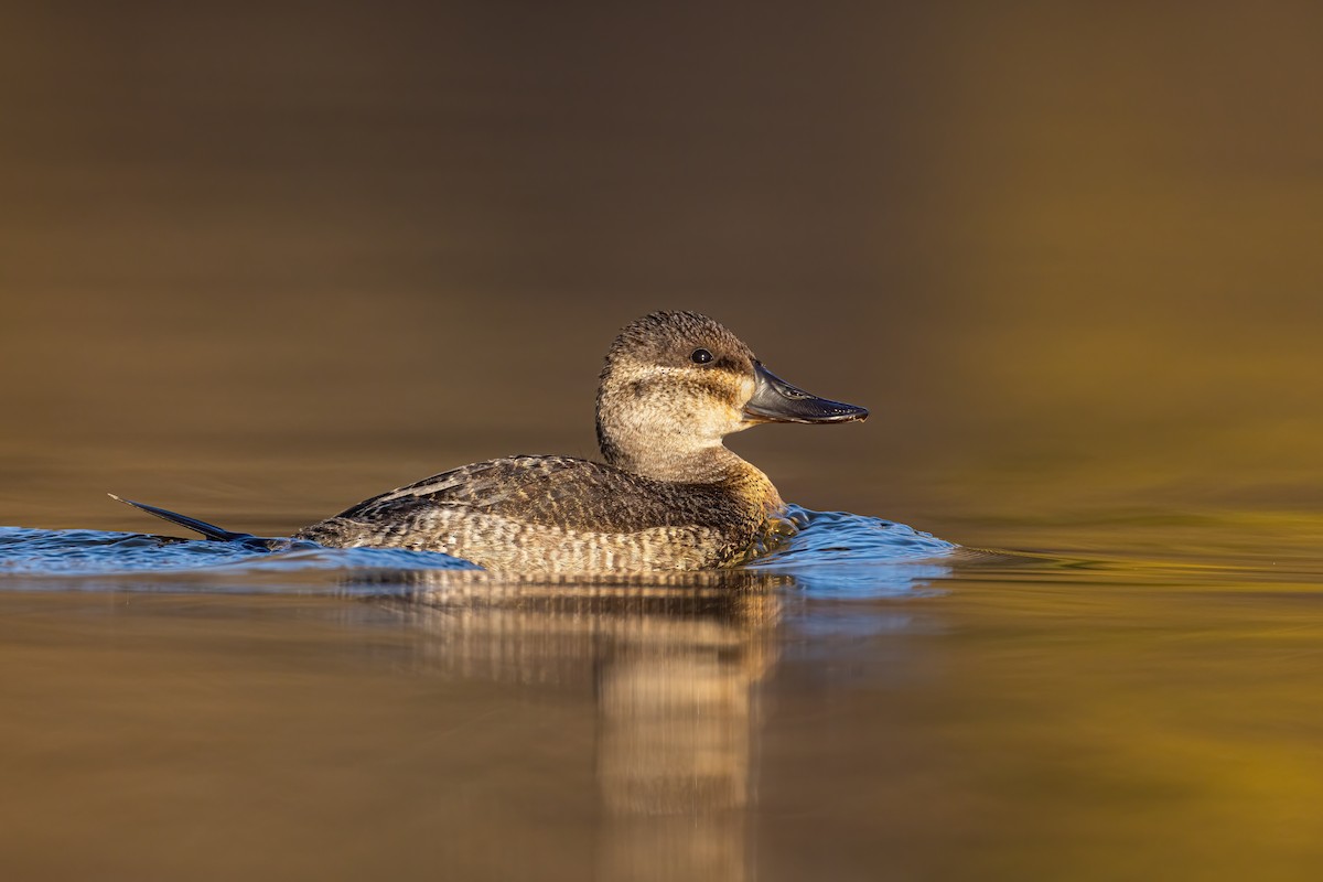 Ruddy Duck - ML281802461