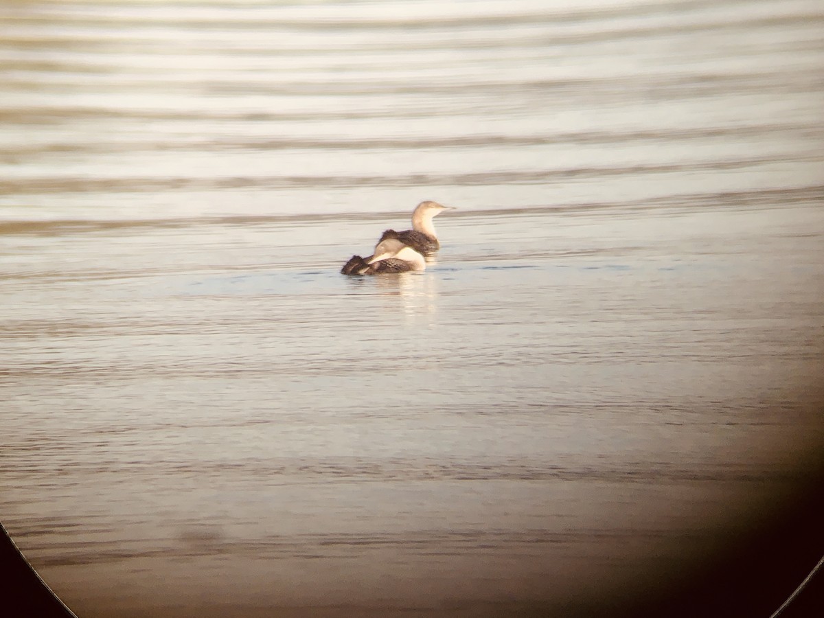 Pacific Loon - ML281802721