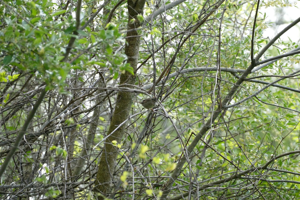 Lincoln's Sparrow - ML28180341