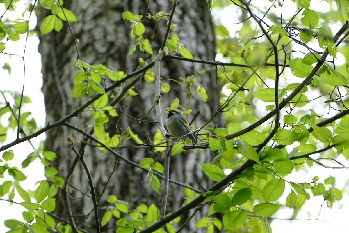 Golden-winged Warbler - James Muller