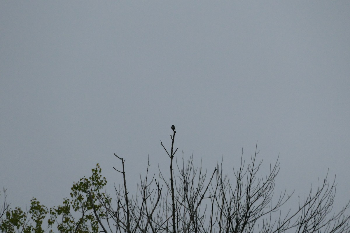 Olive-sided Flycatcher - James Muller