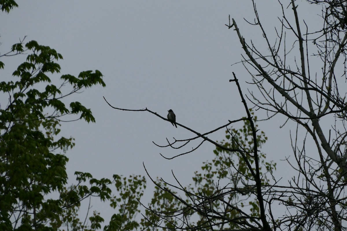 Olive-sided Flycatcher - James Muller