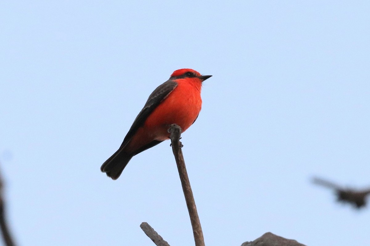 Vermilion Flycatcher - Jonathan Vargas