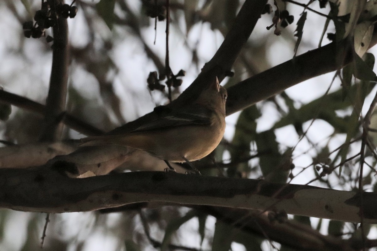 Western Tanager - ML281805941