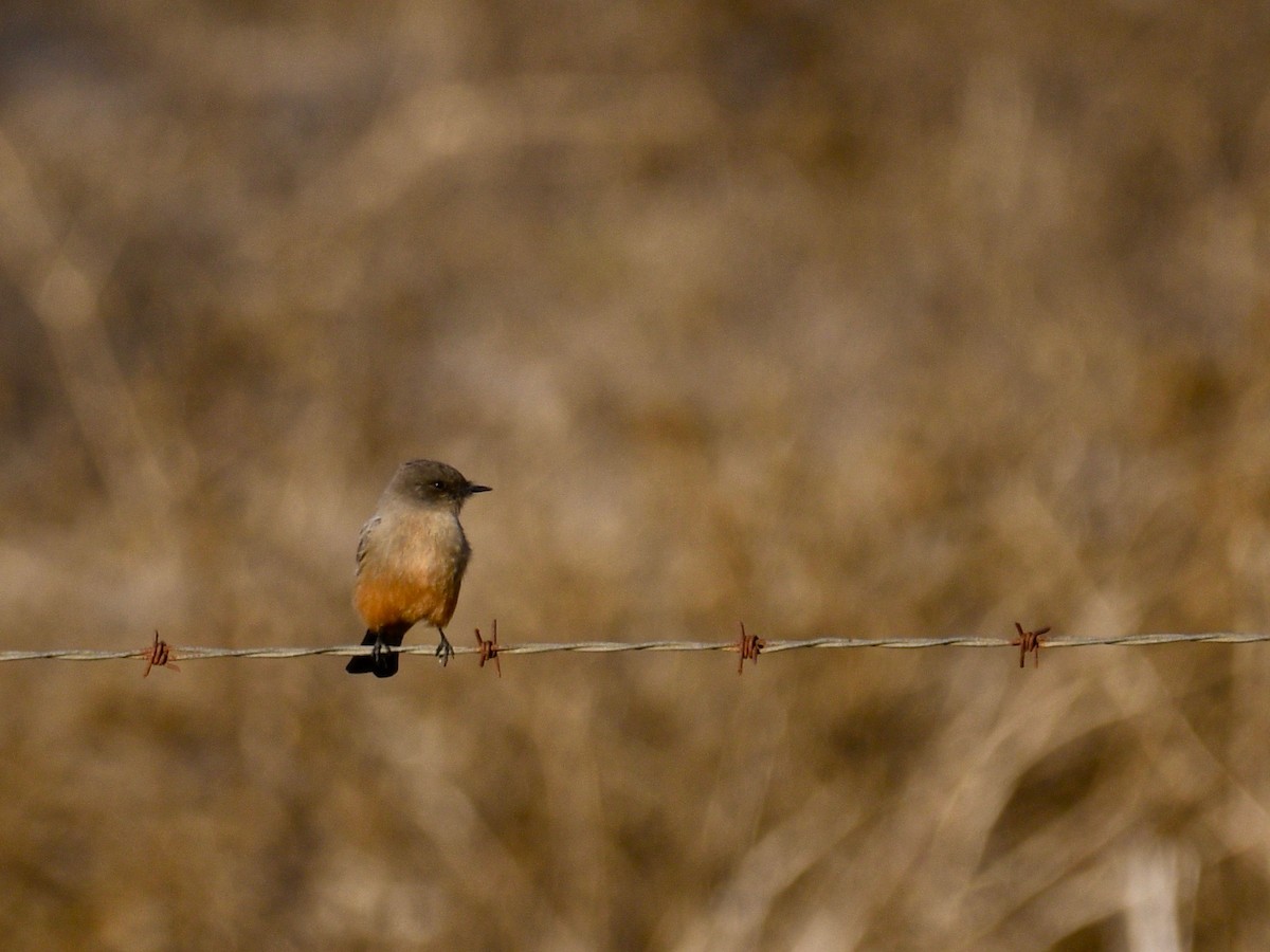 Say's Phoebe - Anonymous