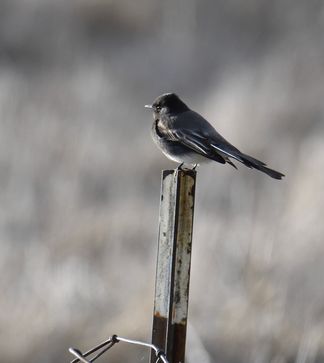 Black Phoebe - ML281809001