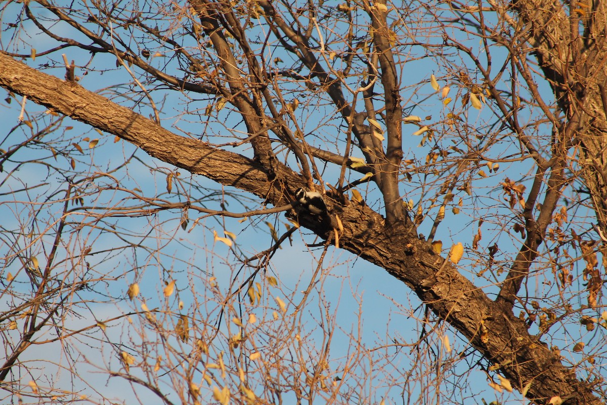 Downy Woodpecker - ML281809561