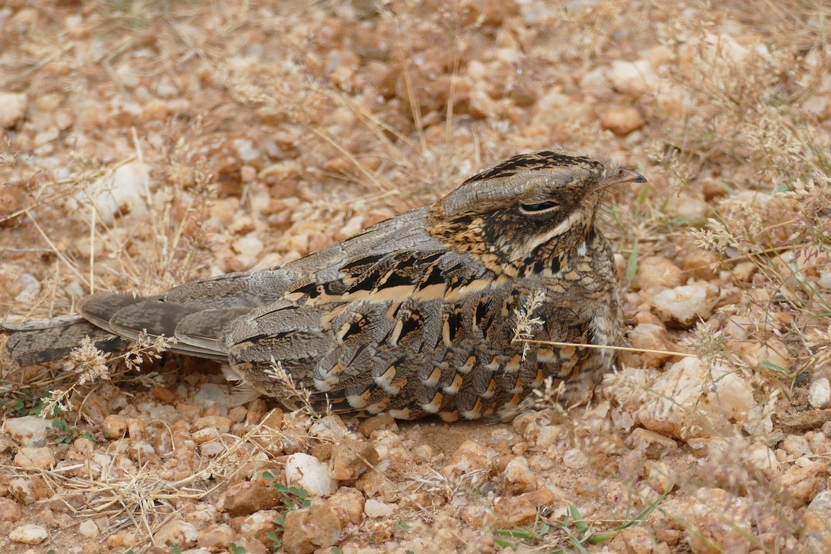 Indian Nightjar - ML281810611