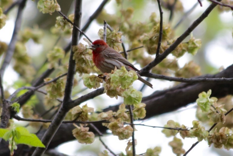 House Finch - ML28181271