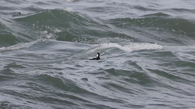 Surf Scoter - ML281813791