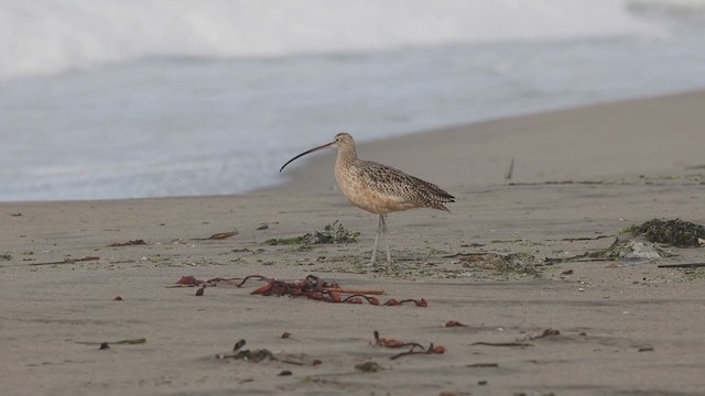 Long-billed Curlew - ML281814411