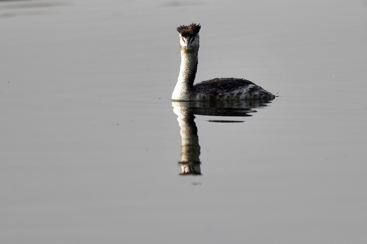 potápka sp. - ML281814461