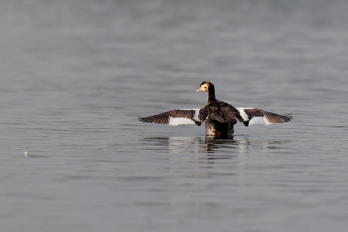 grebe sp. - Swades Das